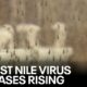 West Nile Virus cases rising in Dallas County