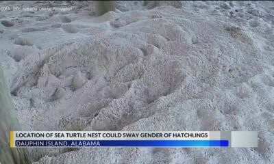 Sea turtle nest found under house on Dauphin Island