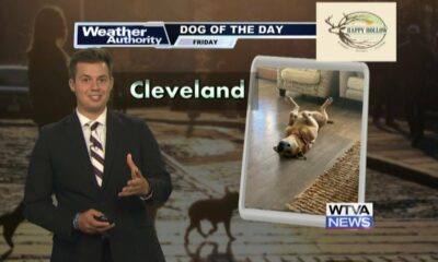 Dog Walk Forecast for Aug 2 - Cleveland