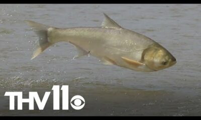 How invasive fish are threatening several Arkansas industries