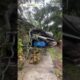 Tropical Storm Debby | Tree falls on car in Florida #TSdebby #weather #abcactionnews