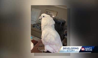 Search continues for missing bird