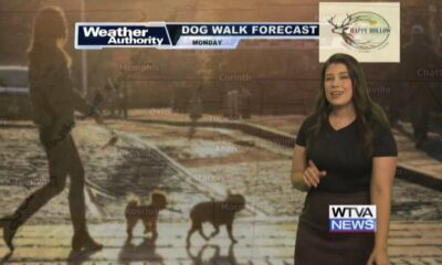 Dog Walk Forecast for August 5th - Harley