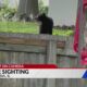 Bear sighting caught on camera in Monroe County