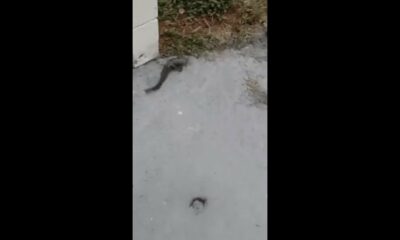 Catfish swims in flooded Tampa streets