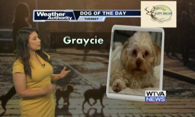 Dog Walk forecast for August 6th – Graycie