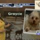 Dog Walk forecast for August 6th - Graycie