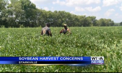 Soybean harvest is about to begin in Mississippi but farmers may not get as much money as before