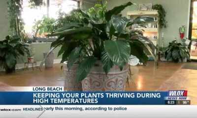 Keeping plants thriving during extreme summer heat