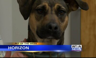 Pet of the Week: Horizon