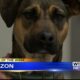 Pet of the Week: Horizon