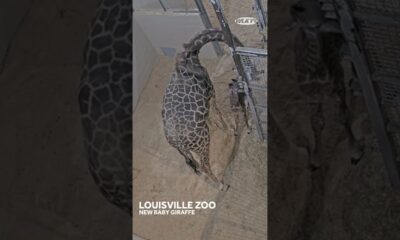 New baby giraffe born at the Louisville Zoo