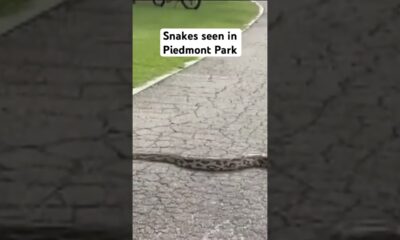 Snakes seen in Piedmont Park