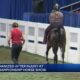 Horse euthanized after injury at World's Championship Horse Show