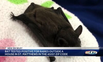 Bat tests positive for rabies outside of house in St. Matthews