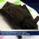 Bat tests positive for rabies outside of house in St. Matthews