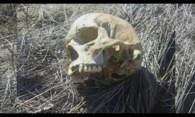 Skull found 7 years ago identified