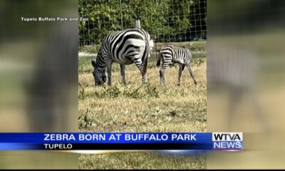 Baby zebra born at Buffalo Park in Tupelo