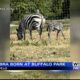 Baby zebra born at Buffalo Park in Tupelo