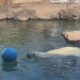 Louisville Zoo animals cool off with unique activity during World Water Day