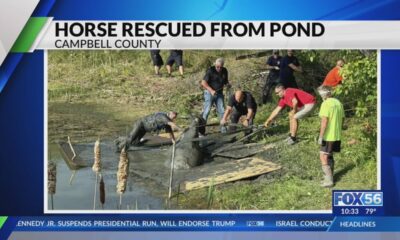 Horse rescued from northern Kentucky pond