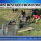 Horse rescued from northern Kentucky pond