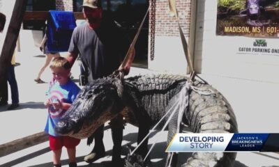 Alligator hunting season opens Friday