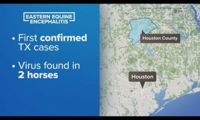 Deadly mosquito-borne illness found in 2 Texas horses