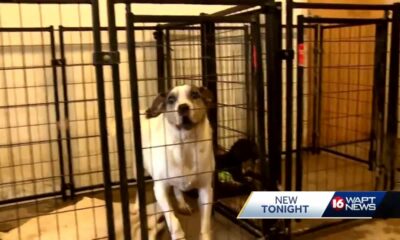 North Jackson animal shelter left with no water for hours