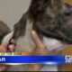 Pet of the Week: Cedar