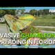 Invasive chameleon clans growing in Florida along Space Coast