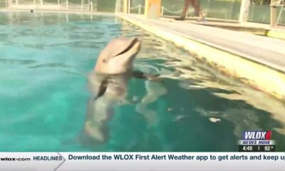 Meteorologist Taylor Graham swims with the dolphins at IMMS