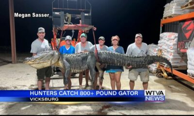 Monster alligator killed in Mississippi