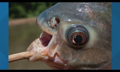 Invasive fish species with teeth found in Texas lake