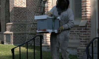 Removing a large beehive from old Mobile church