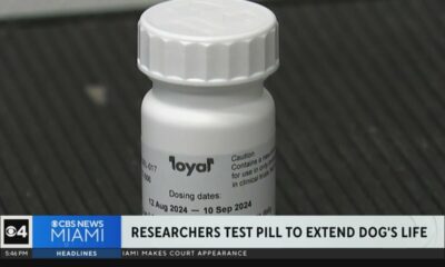 Researchers test pill to extend dog's life