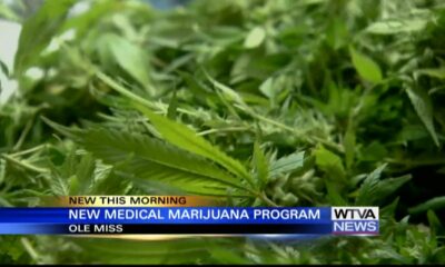 Ole Miss launches new medical marijuana program