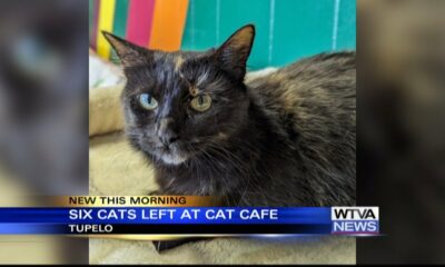 Six cats remain at the Twisted Whisker Cat Cafe in Tupelo