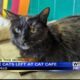 Six cats remain at the Twisted Whisker Cat Cafe in Tupelo