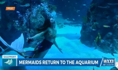 Mermaids return to Mississippi Aquarium