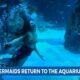 Mermaids return to Mississippi Aquarium