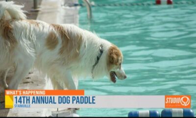 What’s Happening This Weekend? Car show in Tupelo, dog paddle in Starkville and more