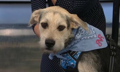 CLEAR THE SHELTERS: Scruffy from SPCA of Polk County looking for furever home