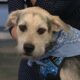 CLEAR THE SHELTERS: Scruffy from SPCA of Polk County looking for furever home