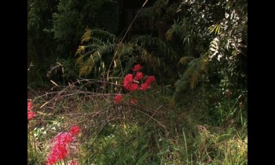 Focused on Mississippi: Hummingbirds in the Fall