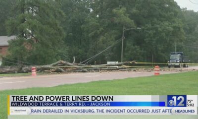 Tree falls on power lines in Jackson