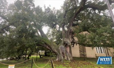 Meggan Monday: The Friendship Oak