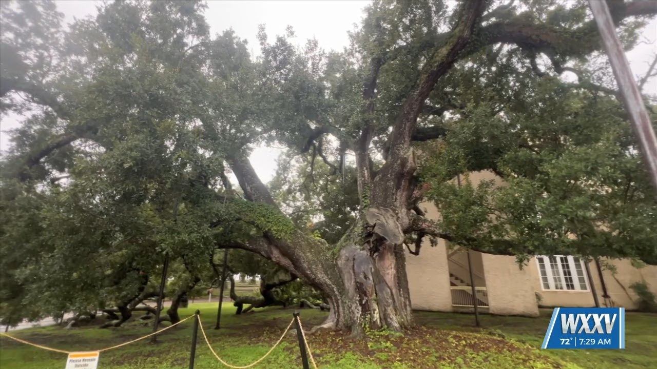 Meggan Monday: The Friendship Oak
