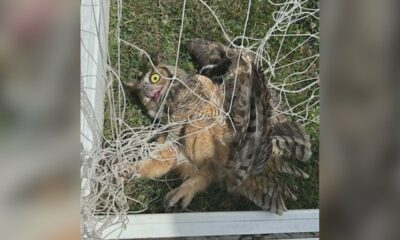 World Bird Sanctuary sees rise in owls stuck in netting