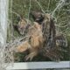 World Bird Sanctuary sees rise in owls stuck in netting